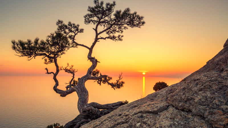 tree-2023-11-27-05-06-30-